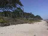 Click to see v_leaningtrees1.jpg