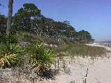 Click to see v_leaningtrees2.jpg